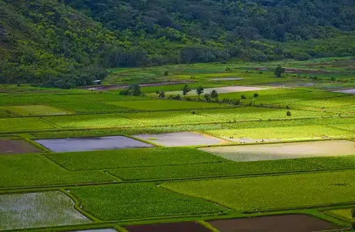 HVCB_Kaua‘i_Hanalei Farms_03543
