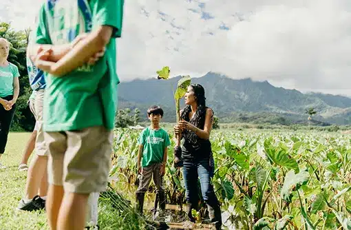 HVCB_Kaua‘i_Kalo_Malama Hawai‘i_16132