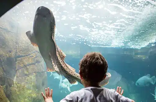 HVCB_O‘ahu_Kid Waikiki Aquarium_11020