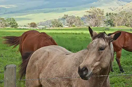 horses_HawaiiIsland
