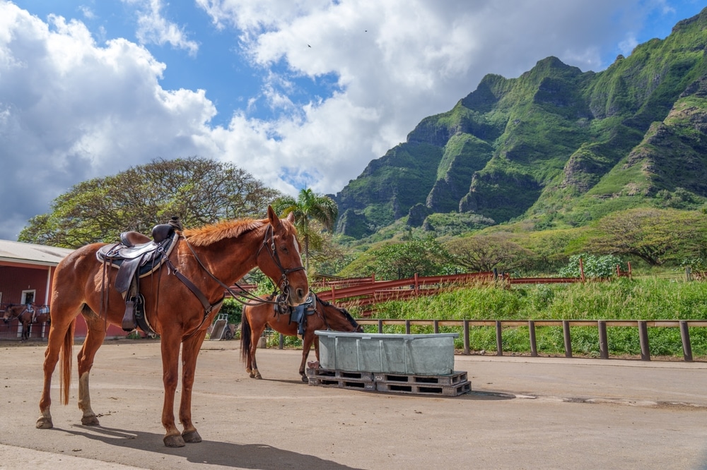 Hawaiian Cowboy: A pair of beautiful horses standing amid lush mountains at a ranch in Hawaii.