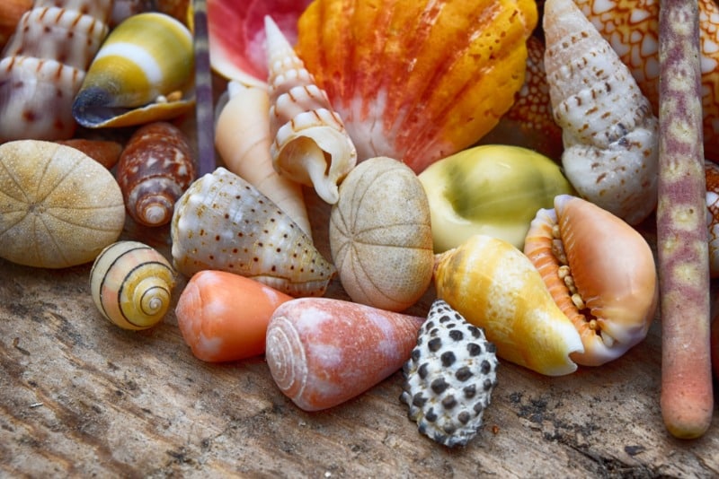 Hawaiian Shells: A pile of beautiful shells found along the various beaches of Hawaii.